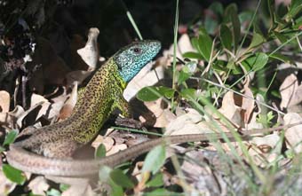 Photography: Male endemic Iberian lizard Lacerta schreiberi. Guillem Pérez i de Lanuza.